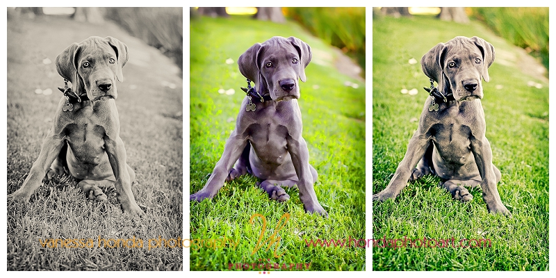 Orange County Pet Portrait Photographer_001