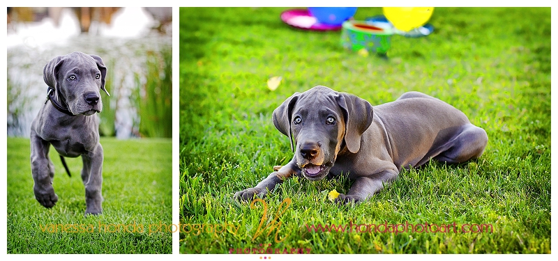 Orange County Pet Portrait Photographer_002