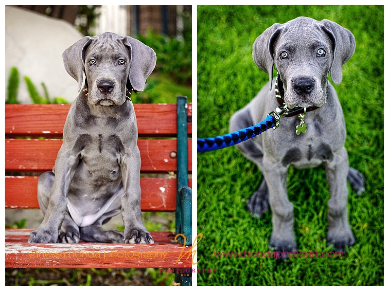 Orange County Pet Portrait Photographer_003