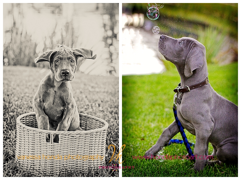 Orange County Pet Portrait Photographer_004