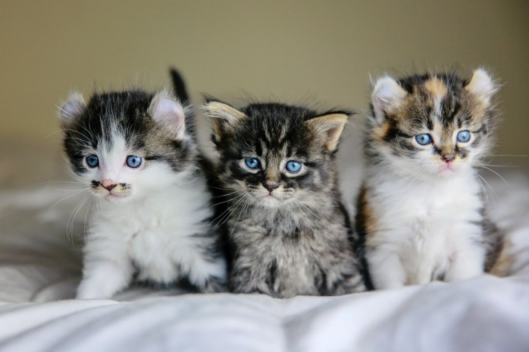 Christmas Kittens for Sale